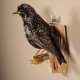 Star Singvogel Präparat Vogel präpariert taxidermy Tierpräparat mit Genehmigung zur Vermarktung