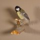 Kohlmeise Präparat Höhe 14 cm Meise Vogel präpariert Tierpräparat mit Genehmigung zur Vermarktung
