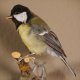 Kohlmeise Präparat Höhe 14 cm Meise Vogel präpariert Tierpräparat mit Genehmigung zur Vermarktung