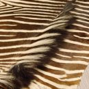 Zebra Fell Vorleger Steppenzebra Zebrafell Afrika, Länge 295 cm