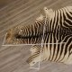 Zebra Fell Vorleger Steppenzebra Zebrafell Afrika, Länge 295 cm
