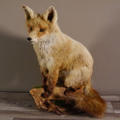 Fuchs sitzend Rotfuchs Präparat Länge 42 cm taxidermy Deko #89.8.136