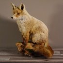 Fuchs sitzend Rotfuchs Präparat Länge 42 cm taxidermy Deko #89.8.136