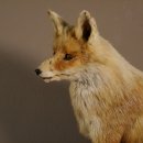 Fuchs sitzend Rotfuchs Präparat Länge 42 cm taxidermy Deko #89.8.136