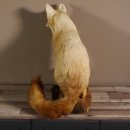 Fuchs sitzend Rotfuchs Präparat Länge 42 cm taxidermy Deko #89.8.136