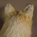 Fuchs sitzend Rotfuchs Präparat Länge 42 cm taxidermy Deko #89.8.136