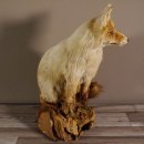 Fuchs sitzend Rotfuchs Präparat Länge 42 cm taxidermy Deko #89.8.136