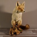 Fuchs sitzend Rotfuchs Präparat Länge 42 cm taxidermy Deko #89.8.136
