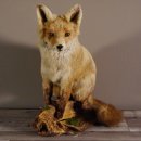 Fuchs sitzend Rotfuchs Präparat Länge 42 cm taxidermy Deko #89.8.136