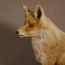 Fuchs sitzend Rotfuchs Präparat Länge 42 cm taxidermy Deko #89.8.136