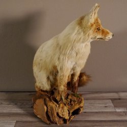 Fuchs sitzend Rotfuchs Präparat Länge 42 cm taxidermy Deko #89.8.136