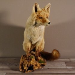Fuchs sitzend Rotfuchs Präparat Länge 42 cm taxidermy Deko #89.8.136