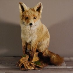 Fuchs sitzend Rotfuchs Präparat Länge 42 cm taxidermy Deko #89.8.136