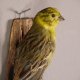Goldammer Vogel Präparat Höhe 16 cm präpariert Tierpräparat mit Genehmigung zur Vermarktung