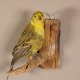 Goldammer Vogel Präparat Höhe 16 cm präpariert Tierpräparat mit Genehmigung zur Vermarktung