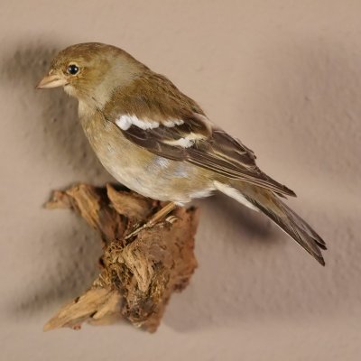 Buchfink weiblich Singvogel Vogel Präparat Höhe 12 cm Tierpräparat mit Genehmigung zur Vermarktung