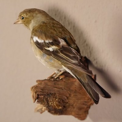 Buchfink weiblich Singvogel Vogel Pr&auml;parat H&ouml;he 12 cm Tierpr&auml;parat mit Genehmigung zur Vermarktung