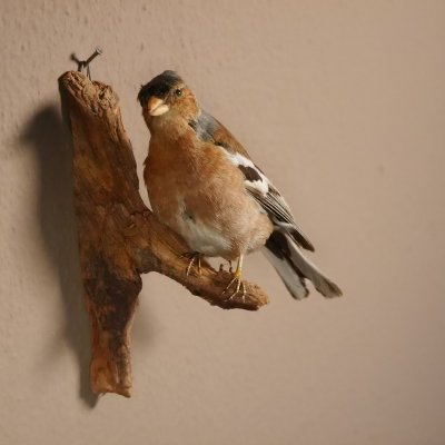 Buchfink m&auml;nnlich Singvogel Vogel Pr&auml;parat H&ouml;he 15cm Tierpr&auml;parat mit Genehmigung zur Vermarktung