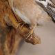Buchfink männlich Singvogel Vogel Präparat Höhe 15cm Tierpräparat mit Genehmigung zur Vermarktung