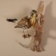Wacholderdrossel Vogel Präparat Höhe 33cm Tierpräparat mit Genehmigung zur Vermarktung