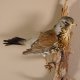 Wacholderdrossel Vogel Präparat Höhe 33cm Tierpräparat mit Genehmigung zur Vermarktung