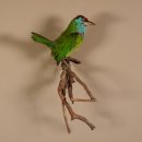 Blauwangen-Bartvogel Präparat taxidermy Tierpräparat