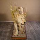 Löwe Ganzpräparat taxidermy mit Genehmigung zum Verkauf