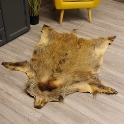 Wildschwein Fell Schwarte Sauschwarte Vorleger, Länge 127cm