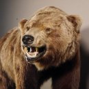 Grizzly Bär Präparat auf Dekopodest mit Genehmigung zum Verkauf
