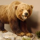 Grizzly Bär Präparat auf Dekopodest mit Genehmigung zum Verkauf