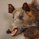 Wildschwein Kopf Präparat Höhe 72 cm Wildschweinhaupt Jagd Trophäe Keiler Eber auf geschnitztem Trophäenschild #34.1.44