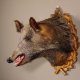 Wildschwein Kopf Präparat Höhe 72 cm Wildschweinhaupt Jagd Trophäe Keiler Eber auf geschnitztem Trophäenschild #34.1.44