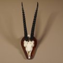 Thomson- Gazelle Schädeltrophäe mit ganzer Nase HL 32 cm auf Trophäenschild Trophäe #GTK88.11.9