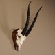 Thomson- Gazelle Schädeltrophäe mit ganzer Nase HL 32 cm auf Trophäenschild Trophäe #GTK88.11.9