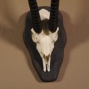 Thomson- Gazelle Sch&auml;deltroph&auml;e mit ganzer Nase HL 33,5 cm auf Troph&auml;enschild Troph&auml;e