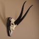 Thomson- Gazelle Schädeltrophäe mit ganzer Nase HL 33,5 cm auf Trophäenschild Trophäe