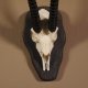 Thomson- Gazelle Schädeltrophäe mit ganzer Nase HL 33,5 cm auf Trophäenschild Trophäe