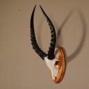 Impala Antilope Schädeltrophäe Trophäe HL 42 cm auf Trophäenschild #88.4.55