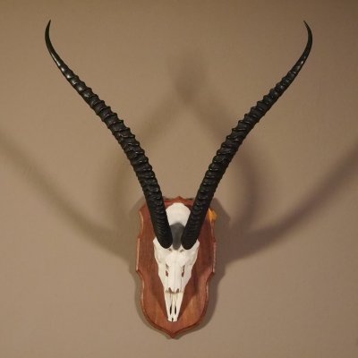 Grant - Gazelle Sch&auml;deltroph&auml;e HL 63 cm mit ganzer Nase auf Troph&auml;enschild Troph&auml;e #88.11.7