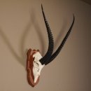 Grant - Gazelle Schädeltrophäe HL 63 cm mit ganzer Nase auf Trophäenschild Trophäe #88.11.7