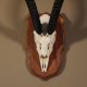Grant - Gazelle Schädeltrophäe HL 63 cm mit ganzer Nase auf Trophäenschild Trophäe #88.11.7