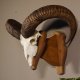 Mufflon Schädeltrophäe Hornlänge 73 cm mit ganzer Nase und ganzem Oberkiefer auf Trophäenschild Widder Geweih Gehörn Schädel Trophäe