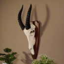 Blessbock Antilope Afrika Sch&auml;deltroph&auml;e Hornl&auml;nge 38 cm auf Troph&auml;enschild #88.5.15