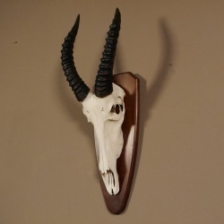 Blessbock Antilope Afrika Schädeltrophäe Hornlänge 38 cm auf Trophäenschild #88.5.15