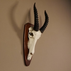 Blessbock Antilope Afrika Schädeltrophäe Hornlänge 38 cm auf Trophäenschild #88.5.15