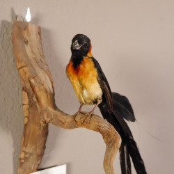 Spitzschwanz Paradieswitwe Witwenvogel Vogel Präparat präpariert Tierpräparat