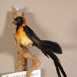 Spitzschwanz Paradieswitwe Witwenvogel Vogel Präparat präpariert Tierpräparat