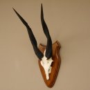 Buschbock Antilope Sch&auml;deltroph&auml;e Afrika Jagdtroph&auml;e HL 53 cm auf Troph&auml;enschild eine Stange mit Kampfspuren