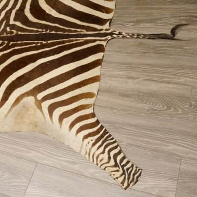 Zebra Fell Vorleger Steppenzebra Zebrafell Afrika Gesamtl&auml;nge 263cm