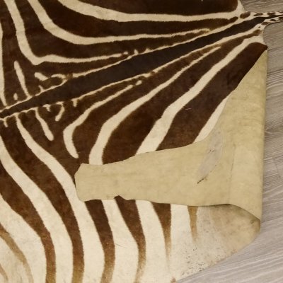 Zebra Fell Vorleger Steppenzebra Zebrafell Afrika Gesamtl&auml;nge 263cm